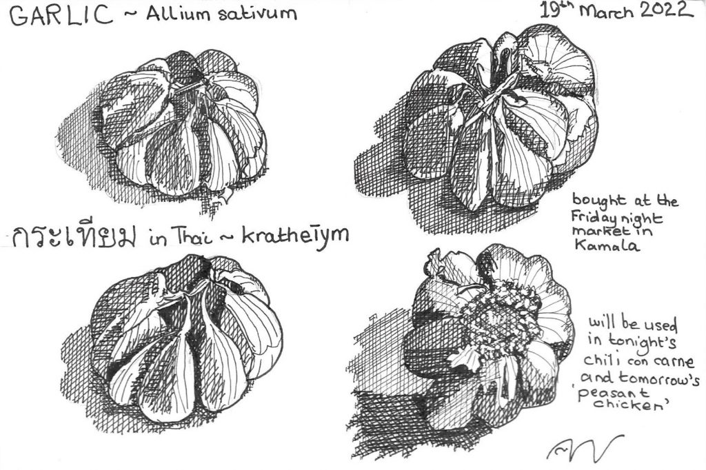 Garlic crosshatch illustration